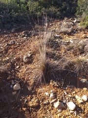 Macrochloa tenacissima