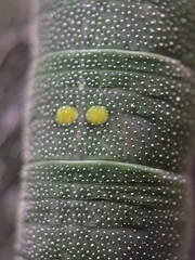 Polyura schreiber tisamenus