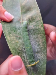 Polyura schreiber tisamenus