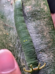 Polyura schreiber tisamenus
