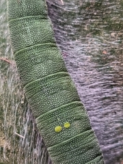 Polyura schreiber tisamenus