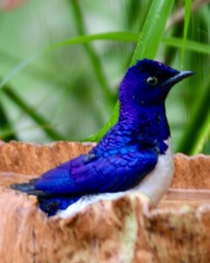 Cinnyricinclus leucogaster