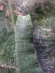 Polyura schreiber tisamenus