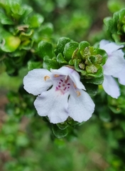 Prostanthera cuneata