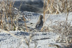 Passerculus sandwichensis princeps