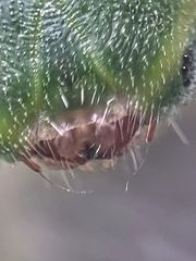 Polyura schreiber tisamenus