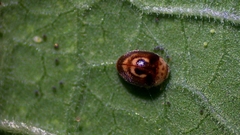 Clitostethus arcuatus