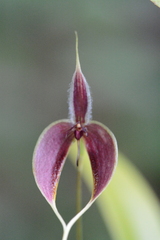 Bulbophyllum maxillare