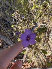 Ruellia californica peninsularis