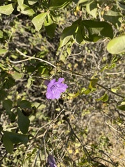 Ruellia californica peninsularis