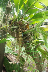 Bulbophyllum penduliscapum