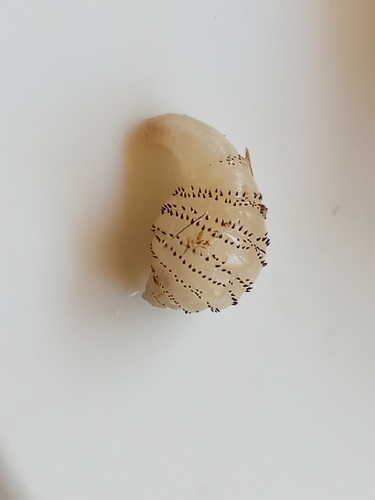 Human botfly