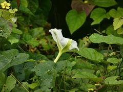 Convolvulaceae