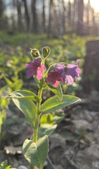 Pulmonaria