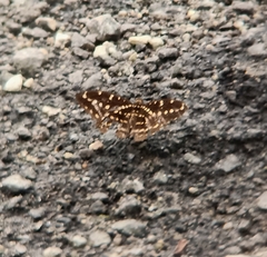 Lexias canescens