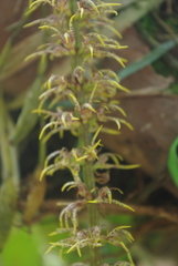 Bulbophyllum penduliscapum