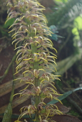 Bulbophyllum penduliscapum