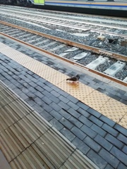 Columba livia domestica