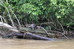 Lontra longicaudis