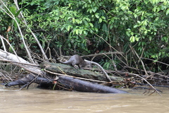 Lontra longicaudis image