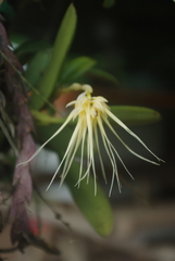 Bulbophyllum vaginatum