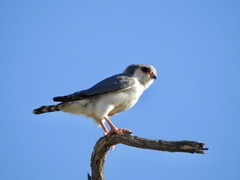 Polihierax semitorquatus