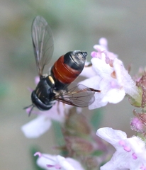 Paragus bicolor