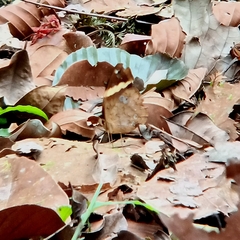 Xanthotaenia busiris