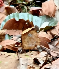 Xanthotaenia busiris