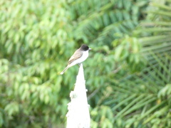 Tyrannus caudifasciatus