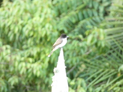 Tyrannus caudifasciatus