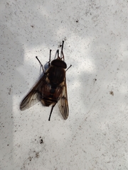 Scaptia