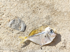 Acanthuridae