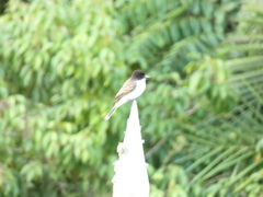 Tyrannus caudifasciatus