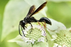 Isodontia auripes