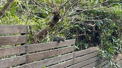 Callosciurus erythraeus