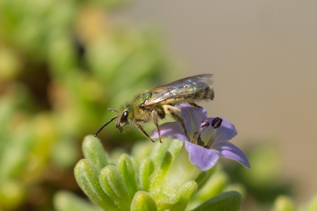 Long-nosed Hairy-eyed-sweat bee
