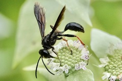 Isodontia auripes