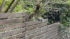 Callosciurus erythraeus