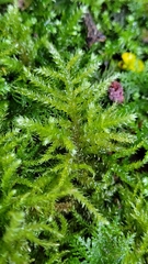 Eurhynchium striatum