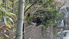 Callosciurus erythraeus