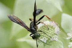 Isodontia auripes