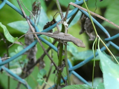 Anolis sagrei