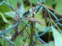 Anolis sagrei