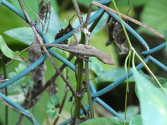 Anolis sagrei