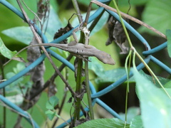 Anolis sagrei