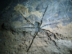Enoploctenus