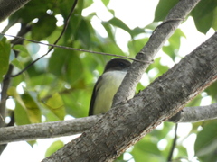 Myiarchus barbirostris