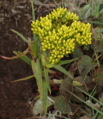 Crassula vaginata