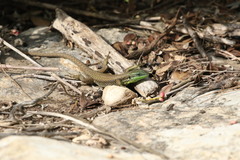 Phoenicolacerta laevis